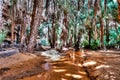 Palm grove at the Terjit oasis, Mauritania Royalty Free Stock Photo