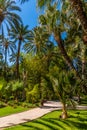 Palm groves at Huerto del Cura garden in Elche Royalty Free Stock Photo