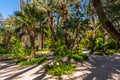 Palm groves at Huerto del Cura garden in Elche Royalty Free Stock Photo