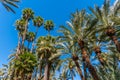 Palm groves at Huerto del Cura garden in Elche Royalty Free Stock Photo