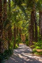 Palm groves at Huerto del Cura garden in Elche Royalty Free Stock Photo