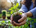 Palm of the hand holding a plant shoot, gardener working soil, ia Royalty Free Stock Photo