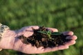 In the palm of the hand soil from the soil grows a plant on the background of a sown field