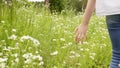 Child girl walks through the meadow and touching chamomiles, hands closeup.