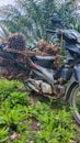 Palm Harvest Commute: Motorcycle Transporting Palm Fruit in Palm Oil Plantation