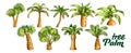 Palm High And Small Trunk Trees Set Color Vector Royalty Free Stock Photo