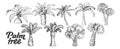 Palm High And Small Trunk Trees Set Ink Vector Royalty Free Stock Photo