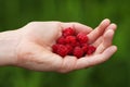 Palm holding wild raspberries on natural green bac