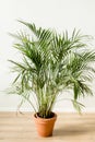 Palm in home in flowerpot on white background. Modern minimalistic interior with an home plant. Flat lay, top view Royalty Free Stock Photo