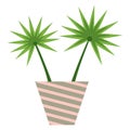 Palm home with two leaves in striped flower pot