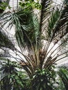 Palm House Botanic Gardens Belfast Northern Ireland Royalty Free Stock Photo