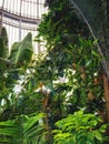 Palm House Botanic Gardens Belfast Northern Ireland Royalty Free Stock Photo