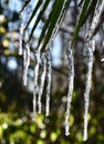 Palm icicles