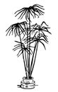 Palm of Kentia. Home plant in a pot sketch. Broadleaf lady palm Rhapis excels on white background. Vector hand drawn