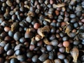 Palm kernal seeds with uncracked kernals and thick shells