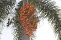 Palm kernel, Group of the seeds on tree Royalty Free Stock Photo