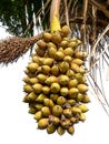 Palm kernel on palm tree. Royalty Free Stock Photo