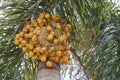 Palm kernel