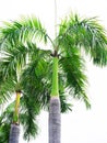 Palm king
