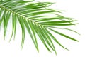Palm leaf Royalty Free Stock Photo