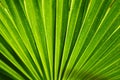 Palm leaf