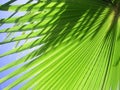 Palm Leaf