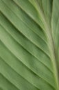 Palm leaf