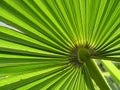 Palm leaf