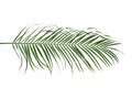 Palm leaf