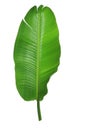 Palm Leaf Royalty Free Stock Photo