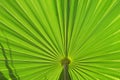 Palm Leaf Royalty Free Stock Photo