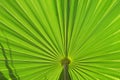 Palm Leaf