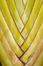 Palm leaf