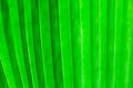 Palm Leaf Royalty Free Stock Photo
