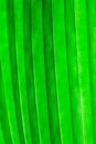 Palm Leaf Royalty Free Stock Photo