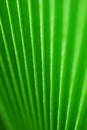 Palm leaf Royalty Free Stock Photo