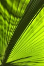 Palm leaf Royalty Free Stock Photo