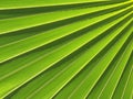 Palm Leaf Abstract Royalty Free Stock Photo