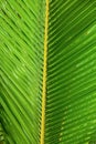 Green palm leaf, abstract foliage macro pattern background