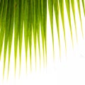 Palm leaf Royalty Free Stock Photo