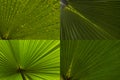 Palm leaf abstract set