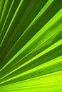 Palm leaf Royalty Free Stock Photo