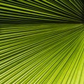 Palm leaf Royalty Free Stock Photo