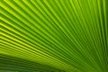 Palm leaf Royalty Free Stock Photo