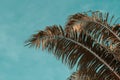 Palm leaf against blue sky background