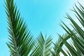 Palm leaf against a blue sky. Summer natural background. Poster design, wallpaper Royalty Free Stock Photo