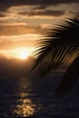 Palm leaf against sunset in Maui, Hawaii. Royalty Free Stock Photo