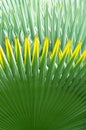 Palm Leaf Background Royalty Free Stock Photo