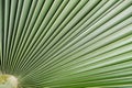 Palm leaf background Royalty Free Stock Photo
