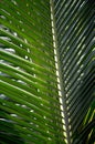 Dark green palm leaf texture background, tropical jungle tone concept Royalty Free Stock Photo